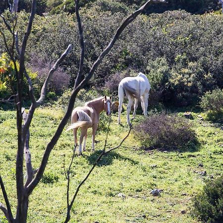 Casita Rural En Centro De Hipica Lejlighed Tarifa Eksteriør billede