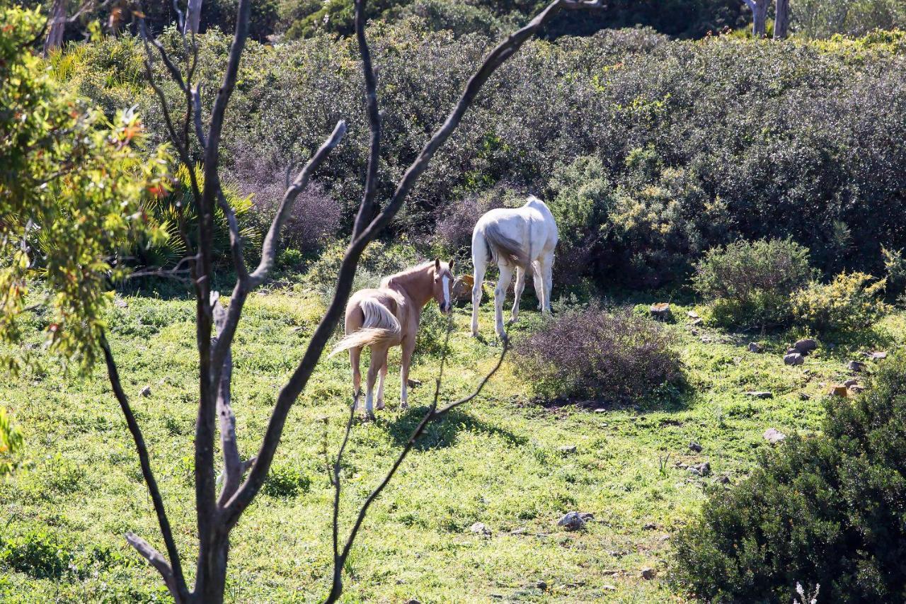 Casita Rural En Centro De Hipica Lejlighed Tarifa Eksteriør billede