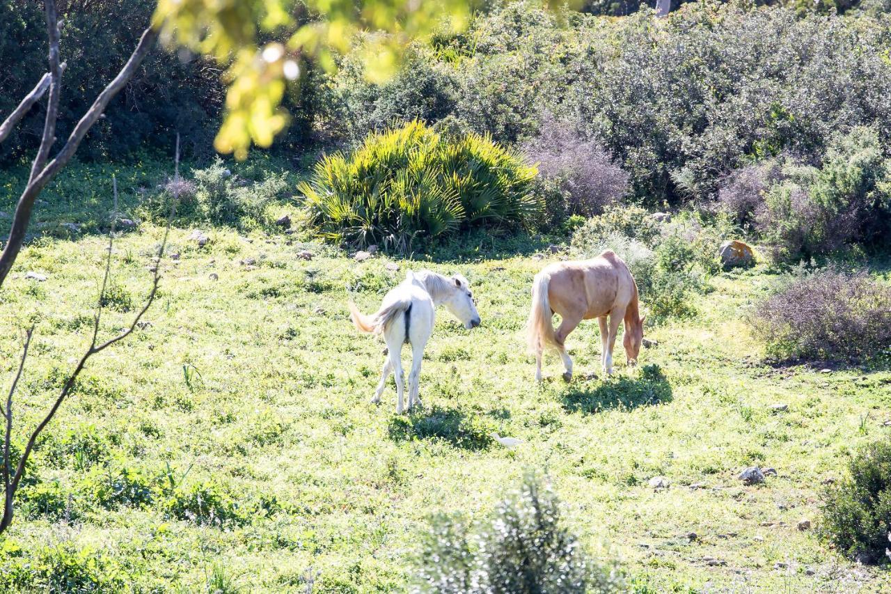 Casita Rural En Centro De Hipica Lejlighed Tarifa Eksteriør billede