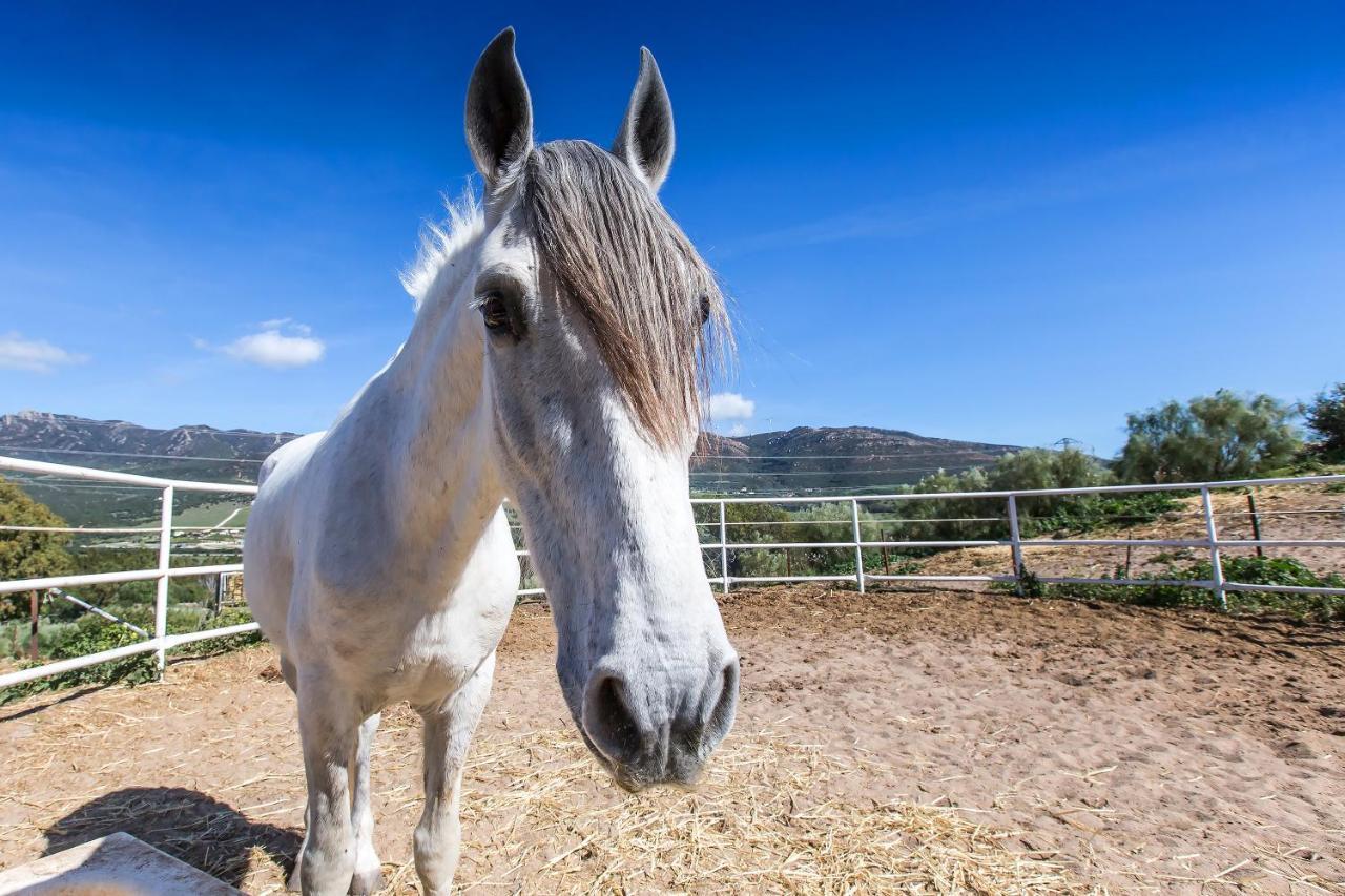 Casita Rural En Centro De Hipica Lejlighed Tarifa Eksteriør billede